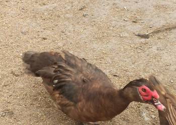 Jaja lęgowe kaczek pizmowych/francuskich.