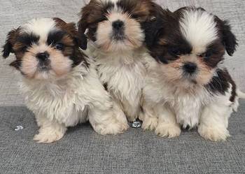 Shih Tzu suczki.