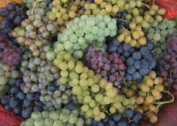 Zestaw 4 odmiany winorośli na czerwone wino. Sadzonki winorośli.