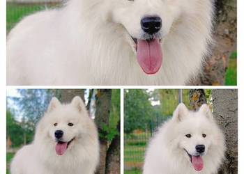 Samoyed piesek