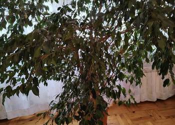 Kwiat Doniczkowy Duży Piękny Zadbany 2 sztuki