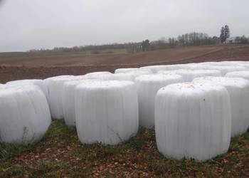 Siano bele z lucerny i koniczyny