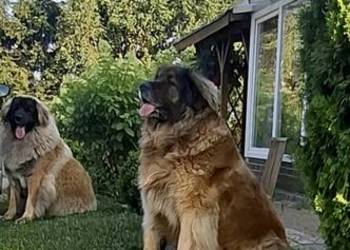 Leonberger szczeniaki