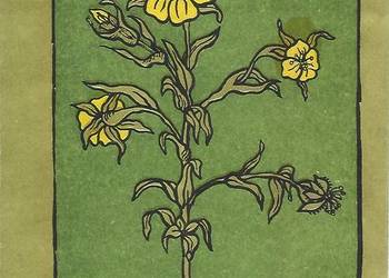 ziółka i my - I. Gumowska