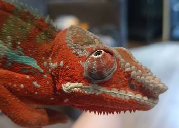 kameleon lamparci ambilobe red bar