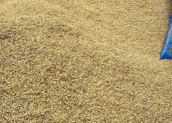 Owies workowany możliwość transportu