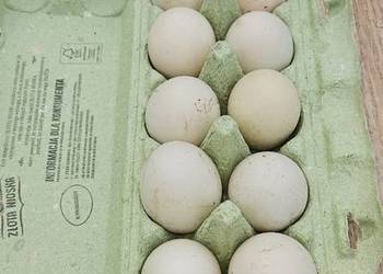 Jaja lęgowe kaczek biegusów