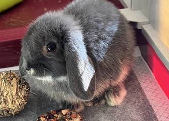 Młodziutki Króliczek Mini Lop pilnie ODDAM