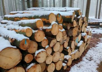 Drewno opałowe twarde buk brzoza