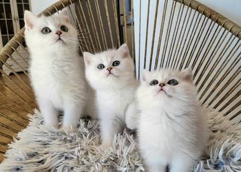 . Brytyjskie  srebrne,  srebrne pointy