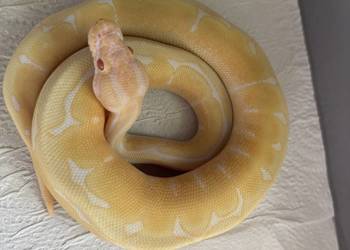 Pyton królewski albino spider