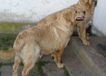 Golden retriever 7 miesięczne