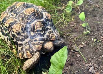 Żółw Lamparci Stigmochelys pardalis ur. 2017 nazwana przez dzieci Leah