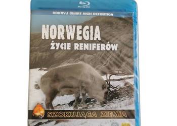 Film dokumentalny Norwegia Życie Reniferów