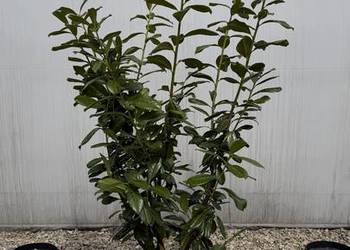 Laurowiśnia "Novita" 140-160cm