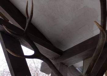 Sprzedam poroża z jelenia