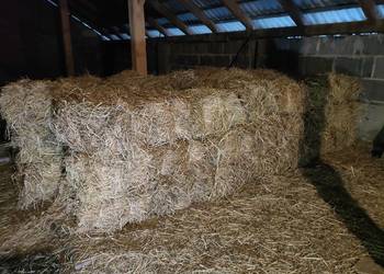 Siano kostki w kostkach