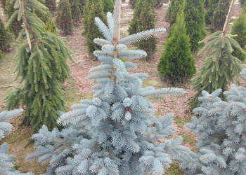 Świerk kłujący 'Hoopsii' Wysokość 140 - 170cm