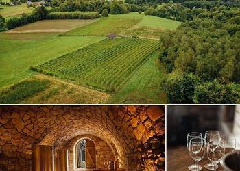 Funkcjonująca Winnica z infrastrukturą i możliwością rozwoju enoturystyki