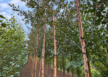 Brzoza brodawkowata 'Purpurea', wysokość 400cm, obwód 7-10cm DUŻE DRZEWA