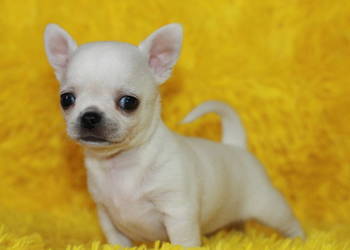 Chihuahua z prawdziwym rodowodem ZKwP FCI!