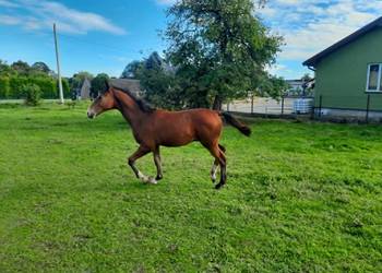 Sprzedam gniadego ogierka ur.01-03-2025