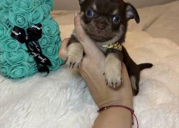 Chihuahua długowłosy piesek choco tan badania DNA rodowód