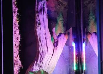 Duże wiszące terrarium