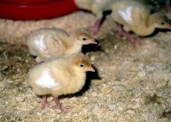 Indyk brojrer BIG6 (pisklęta 1 dniowe) - Zamówienia 2026