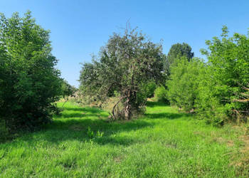 Oferta sprzedaży działki Boguszewo 4300m