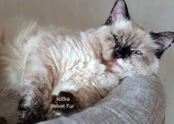 Kotka neva masquerade syberyjska szylkret