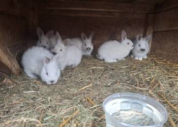 Młode króliki mieszane