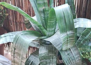 Kwiat ECHMEA wstęgowata (Aechmea fasciata)