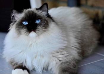 Dorosła kotka Ragdoll Layla