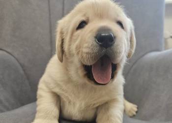 Labrador retriever Zkwp FCI