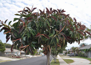 DRZEWO KAUCZUKOWE  Ficus elastica NASIONA 100g.