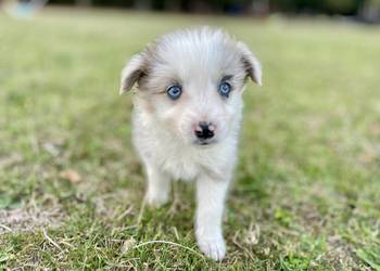 Border collie suczka
