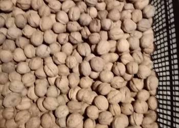 Orzechy włoskie zbiór 2025r