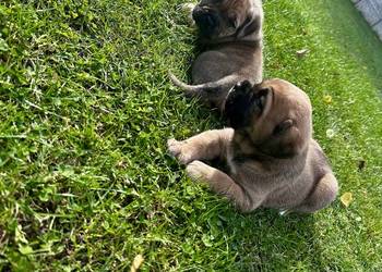 Cane Corso szczeniaki