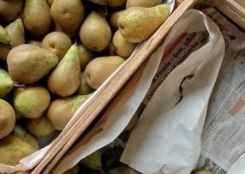 Gruszki owoc Gruszki owoc