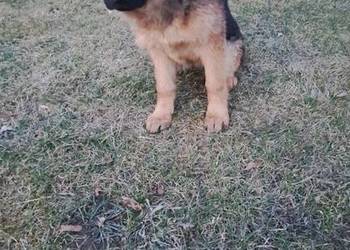 Szczeniak owczarka  niemieckieckiego