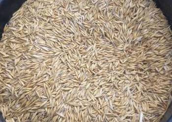 Owies jary nawigator