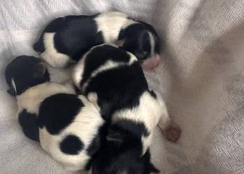 Biewer Yorkshire terrier