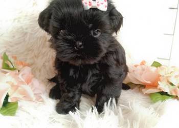 Gotowa do odbioru śliczna suczka rasy Shih-Tzu