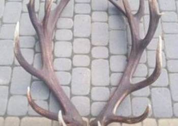 Poroże jelenia
