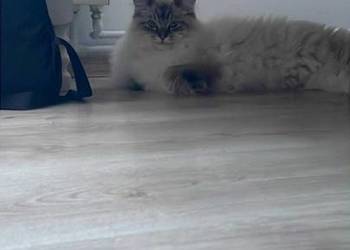 Piękny kocurek Ragdoll.
