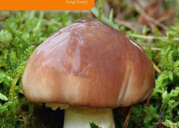 Grzybnia MAŚLAK ZWYCZAJNY 10 g MYCELIUM