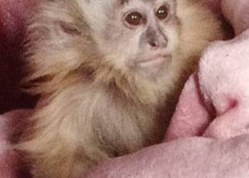 Kapucynki dorosłe Kapucynki dorosłe