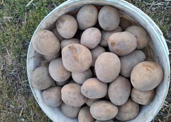 Ziemniaki wielkość SADZENIAK