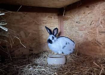 Królik srokacz samiec